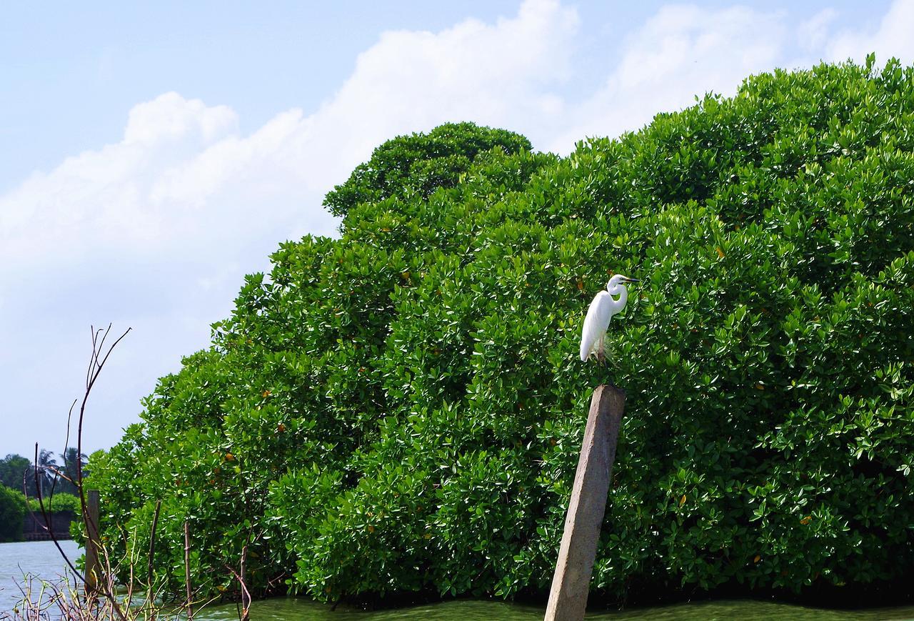 Villa Eco Green Negombo Buitenkant foto